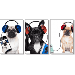 Cachorros ouvindo Música